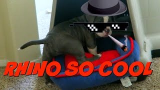 Puppy Vs Stairs Challenge