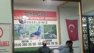 Esenyali̇ Orhangazi̇ Güverci̇n Mezati̇ Part 2 Ürkiye 