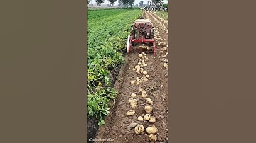 Unmanned automated potato harvester.#potato #automation