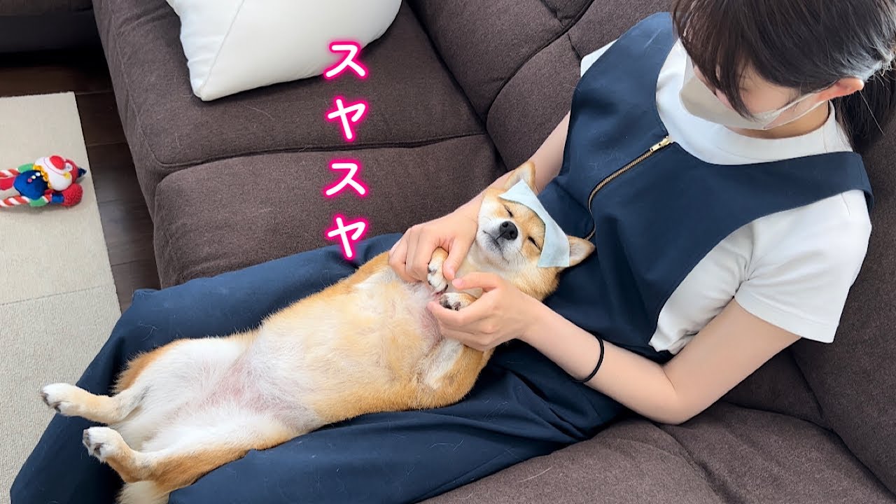 This adorable Shiba Inu falls asleep in no time because the