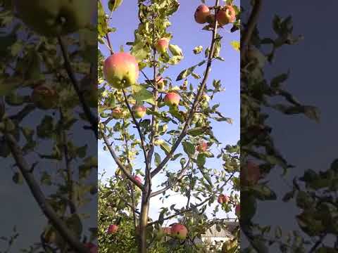 Видео: Apple tree Mantet - описание на сорта