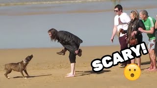VICIOUS DOG ATTACKS PEOPLE ON BEACH