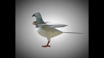 3D Model Pigeon Bird PBR Rigged Low poly at 3DExport.com