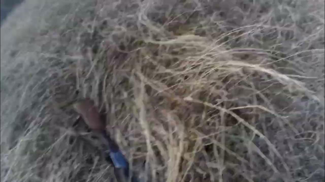 хищник охотничьи угодья хищник охотничьи угодья