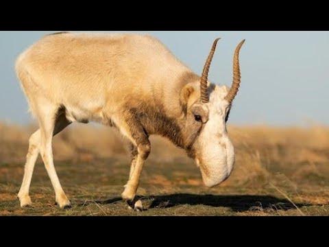 Сайга. Звуки и фотографии сайгака - YouTube
