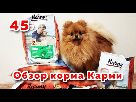 Шпиц пробует корм Карми для собак, обзор корма Karmy, отзыв о сухом корме Карми для собак