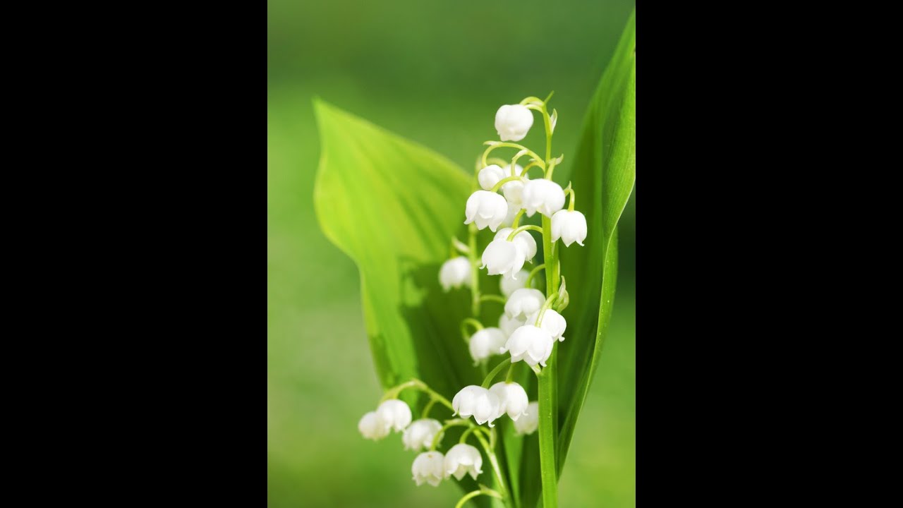 Joyeux mois de mai  YouTube