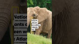 Why Elephants Walk on Beaches in Gabon | Africa's Rainforest Nation
