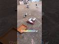 #Pigeon 💞 🕊️💫நம்ம புறா திரும்ப வந்து விட்டது.😍✨  #pigeon love #video #shortsfeed