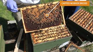 Beekeeping UK 10 Things to Identify in a hive, best hive inspection!