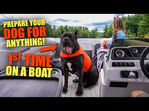 How To Prepare Your Dog For Anything Cane Corso 1st Boat Ride