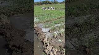 ખેતી વાડી #farming #minivlog #shorts