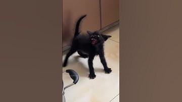 Part 55 #funny #cat#ShortsChallenge