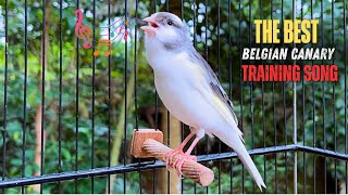 Your Canary Will Sing Immediately‼️The Best Canary Training Song Ever🐦