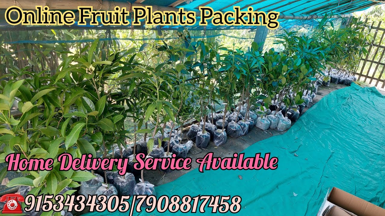 Online Fruit Plants Nursery Home Delivery Service Available YouTube