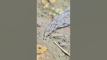 Dark-winged fungus gnat, Sciara militaris larva. Bieszczady Mountains. Poland #viral#nature#yt#video