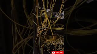 Disorganized Server Room Network Cables ##videoshort