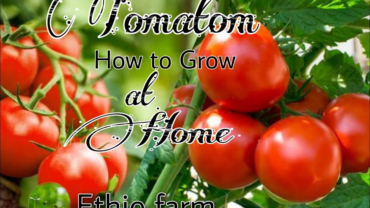 How to grow tomato at Home ( ቲማቲም አተካከል)