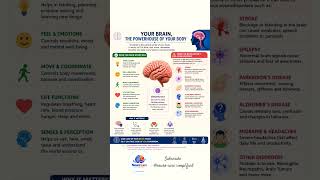 #brain #brainhealth #braindevelopment #brainhealth #brainanatomy #brainrot #neuroscience #neurology