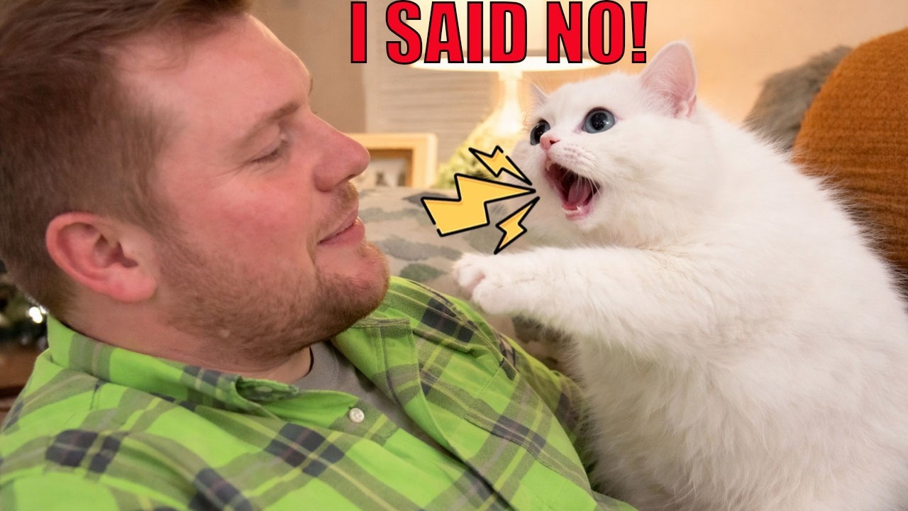 I Told My Cat No… He Yelled Back 😳🐱