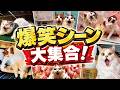 日々の疲れの癒しに猫の面白動画10連発見てみませんか？