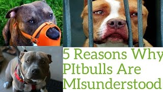 Top 5 Reasons Pitbulls Are Misunderstood!!!