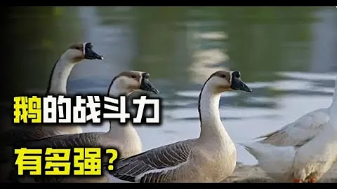 寧狗被咬不被擰，鵝的戰鬥力到底是什麼鵝強？結果超乎你的預感 - 天天要聞