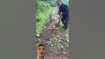 Cách Trồng Củ Mài Thông Minh #tinnong