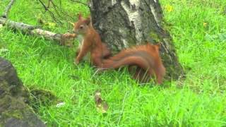 young red squirrels play-fighting