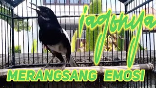 Terapi Awal Menaikan Emosi Dan Birahi Kacer Trotolan Atau Kacer Bahan