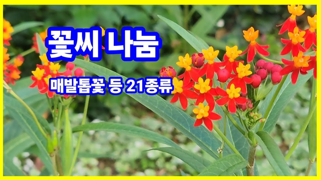 꽃씨 나눔, 매발톱꽃 등 21종
