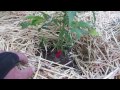 Grow Cannabis – Jorge's Garden Day 5 – by Jorge Cervantes