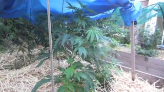 Grow Cannabis – Jorge's Garden Day 5 – by Jorge Cervantes