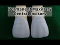 Permanent Maxillary Central Incisor