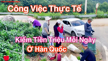 Công Việc Kiếm Tiền Triệu Mỗi Ngày Của Lao Động Thời Vụ Hàn Quốc