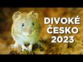 Wild czechia  my best wildlife encounters of 2023