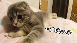 まんまる猫 Youtube