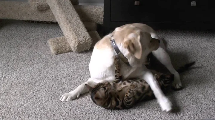 Video 11136521: wild bengal, gentle pets