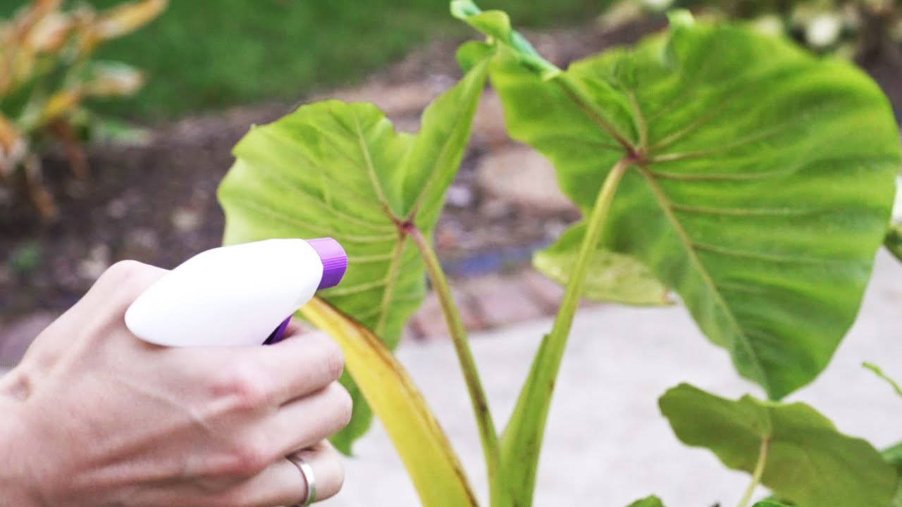 You MUST Watch This Before You Bring Plants Indoors! - YouTube