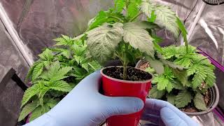 LST na Amnesia SoloCupGrow