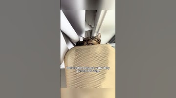 Indoor cats also need to chew! Get this! #catshorts #matercat #cat #catsupplies #catnip #catfilter