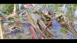 РАКИ ползут в РАКОЛОВКИ и КЛЮЮТ на удочку. СУПЕР МЕСТО на маленькой РЕЧКЕ.  Продажа раколовок.