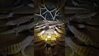 Agama Lizard POV Inside Hidden Underground World | Real Micro Camera Footage#AgamaLizard#LizardPO