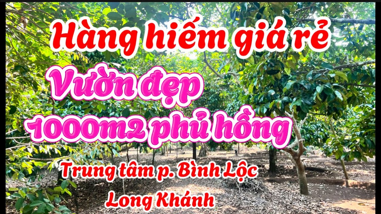 Hàng hiếm giá rẻ. Vườn trái cây Long Khánh. Ngay trung tâm phường Bình Lộc . 1 sào phủ hồng toàn bộ.