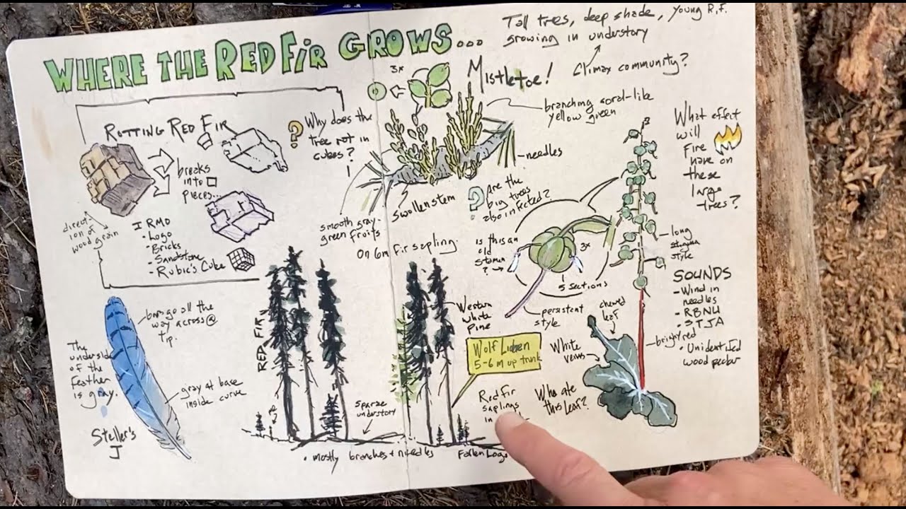 Nature Journaling — Kristin Link