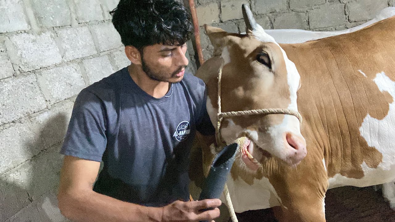 Dilbar Hazel Ko Kia Pela Raha Hy 😳