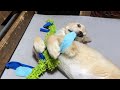 兄貴の留守にヨギボーもソファも堪能しまくる子犬が可愛いw