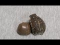 チョコレートに寄り添うアメフクラガエルが可愛すぎる。rain Frog which nestles close to chocolate