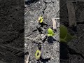 Day 2 After Frost: Another Cold Night at 32°F... Are My Beans Still Alive?