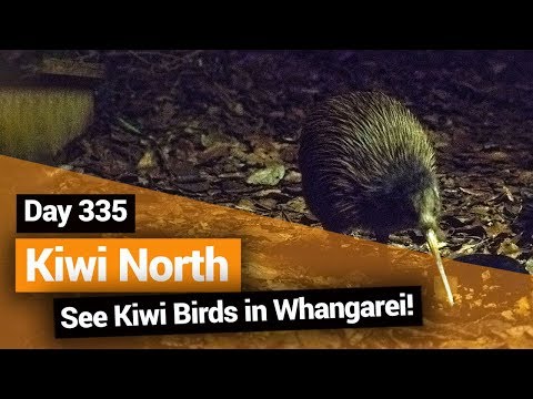 Video: North Kiwi